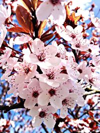 Close-up of cherry blossom tree