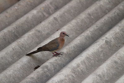 High angle view of bird perching on roof