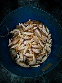 High angle view of fish