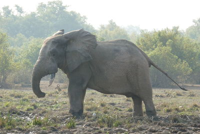 Animals grazing on field