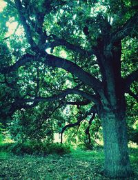 Trees growing on landscape