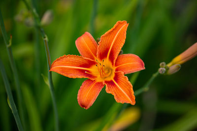 Close-up of orange lily