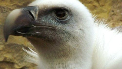 Close-up of bird