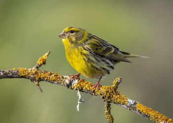 Close-up of bird perching on branch