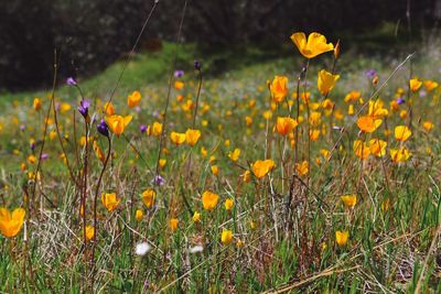 Close-up of yellow crocus flowers on field