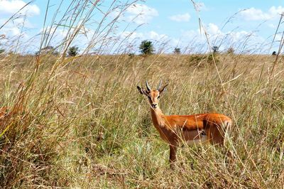 Antelope on grassy field