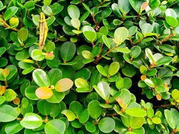 Full frame shot of fresh green leaves