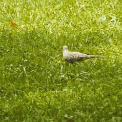 Side view of a bird on field