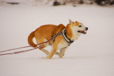 Dog looking away on snow