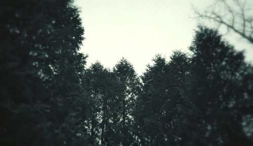 Low angle view of trees