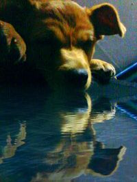 Close-up of cat swimming in pool