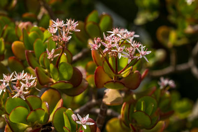 Close-up of flowering plant