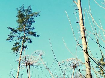 Low angle view of flowering plants against blue sky