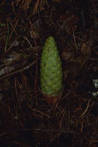 Close-up of cactus