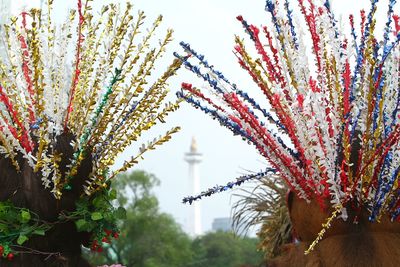 View of flowering plants hanging from plant