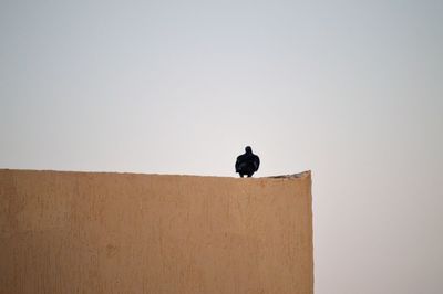 Low angle view of bird perching on wall against clear sky