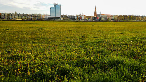 Plants growing on field against sky