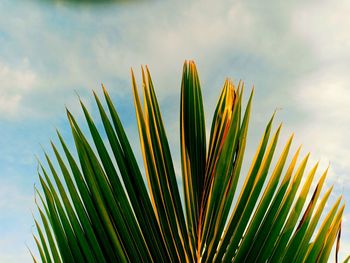 Low angle view of palm tree against sky