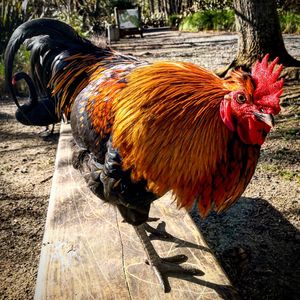 Close-up of rooster