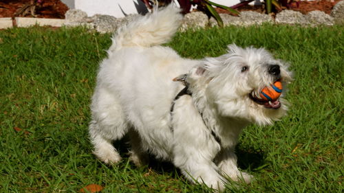 High angle view of west highland white terrier playing with ball in back yard