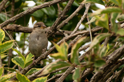 Bird perching on a tree