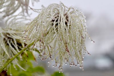 Close-up of wet pine tree during winter