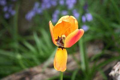 Close-up of orange flower blooming outdoors