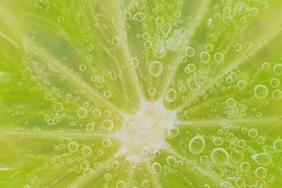 Slice of ripe lime in water. close-up of lime in liquid with bubbles. slice of ripe lime in