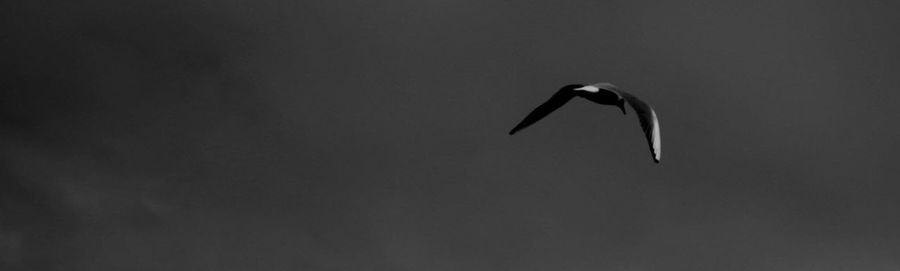 Low angle view of bird flying against clear sky