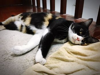 Close-up of cat lying on floor