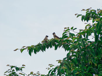 Low angle view of bird perching on plant against sky