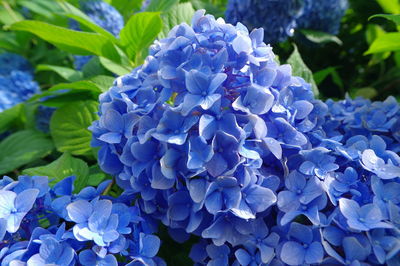 Close-up of blue hydrangea flowers