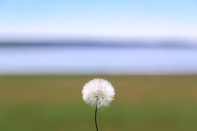 Close-up of dandelion flower