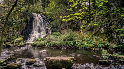 Scenic view of waterfall in forest