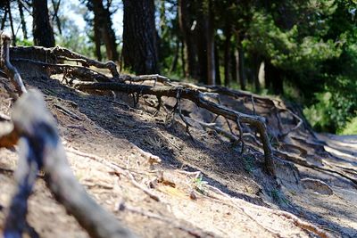 Sunlight falling on log in forest