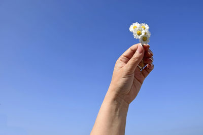 Low angle view of hand holding flower against blue sky