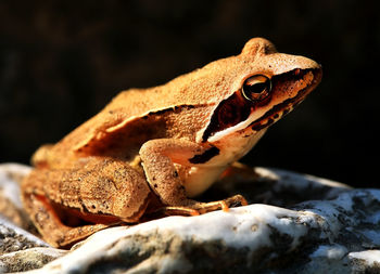 Close up of frog outdoors