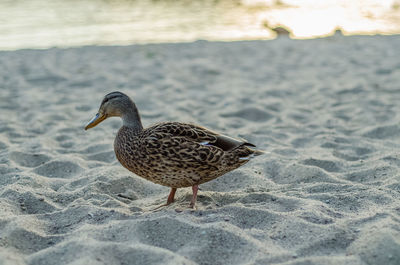View of a bird on beach