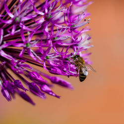 Close-up of bee pollinating on purple flower