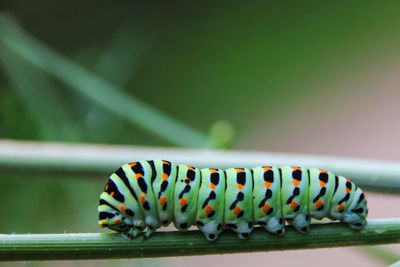 Close-up on a machaon butterfly caterpillar