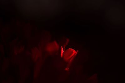Close-up of red rose at night