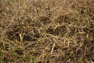 Full frame shot of hay bales on field