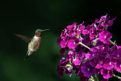 Ruby throated hummingbird and purple flowers