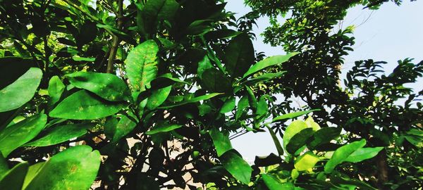 Low angle view of green leaves