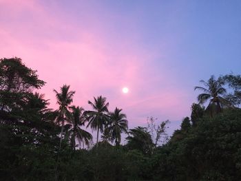 Silhouette trees against sky during sunset