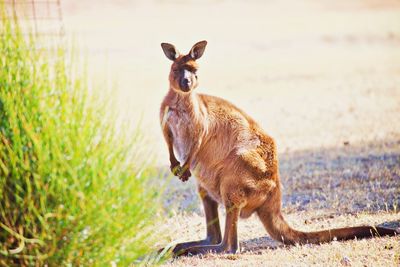 Kangaroo standing in a field