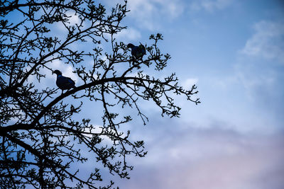 Low angle view of bird perching on tree against sky