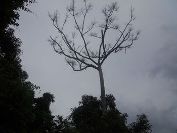 Low angle view of bare trees against sky