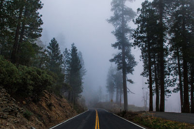 Scenic view of treelined road in fog