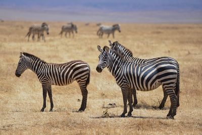 Zebra on field